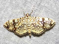 Haritalodes polycymalis