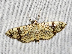 Haritalodes polycymalis