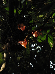 Coryanthes mastersiana