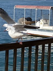 Chroicocephalus ridibundus