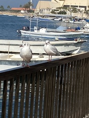 Chroicocephalus ridibundus