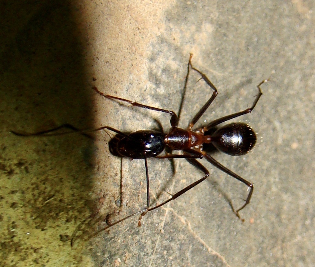 Camponotus wellmani