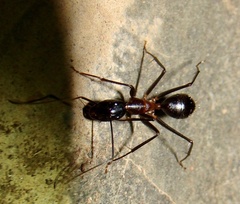 Camponotus sexpunctatus