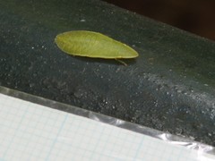 Petalocephala