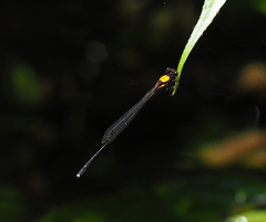 Prodasineura croconota