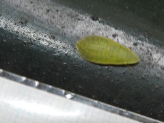 Petalocephala