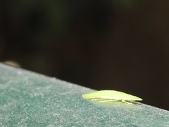 Petalocephala