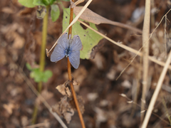 Catochrysops strabo strabo