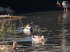 Anas platyrhynchos