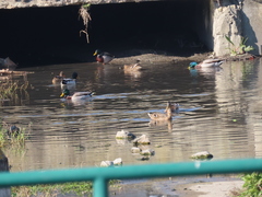 Anas platyrhynchos