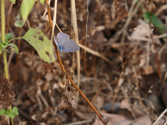 Catochrysops strabo strabo