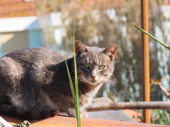 Felis catus