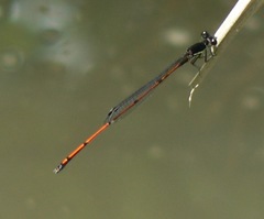 Prodasineura hyperythra