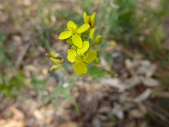 Brassica fruticulosa