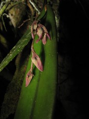 Acianthera