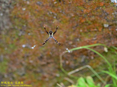 Argiope perforata