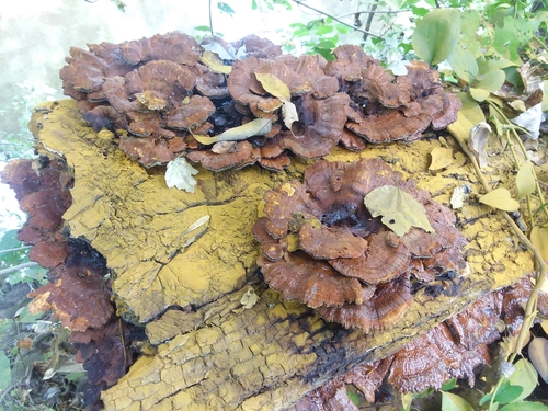 Inonotus glomeratus image