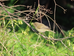Phylloscopus collybita
