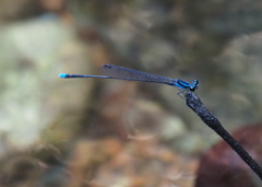 Prodasineura laidlawii