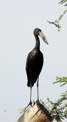 Anastomus lamelligerus