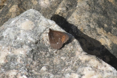 Erebia disa