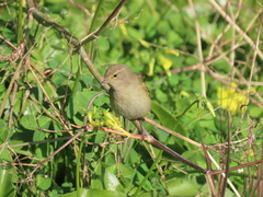 Phylloscopus collybita