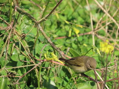 Phylloscopus collybita