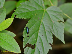 Coraebus elongaticollis