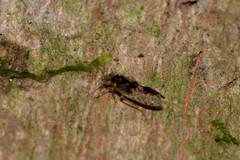 Lepidopsocidae
