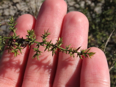 Asparagus aphyllus