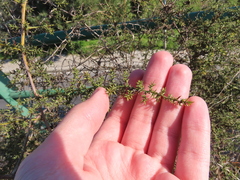 Asparagus aphyllus