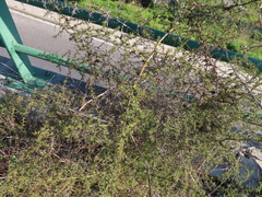 Asparagus aphyllus