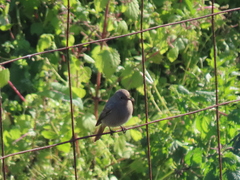 Phoenicurus ochruros