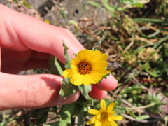 Calendula arvensis
