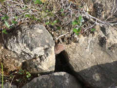 Erebia disa