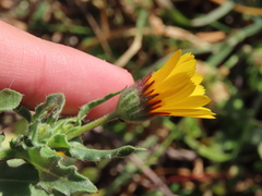 Calendula arvensis