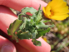 Calendula arvensis