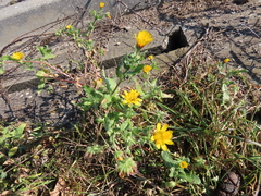 Calendula arvensis