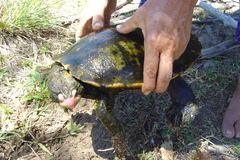 Irwin's Snapping Turtle photo 5