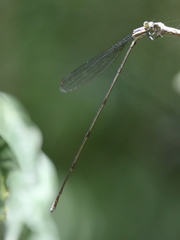 Mecistogaster modesta