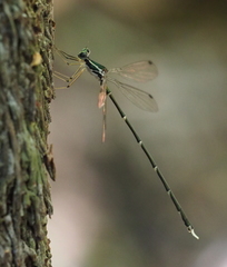 Episynlestes albicaudus