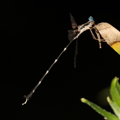 Episynlestes cristatus