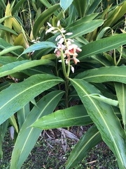 Alpinia nutans