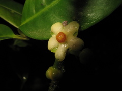 Clusiaceae