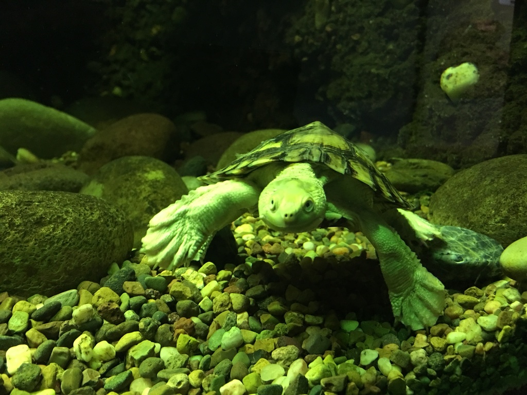 Myuchelys georgesi