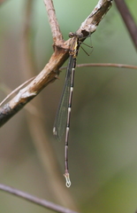 Episynlestes intermedius