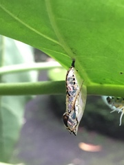 Mechanitis polymnia lycidice