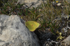 Colias hecla