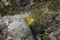 Colias hecla