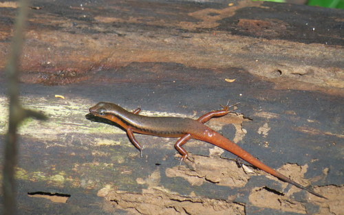 Red-tailed ground skink, Scincella rufocaudata